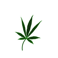 cannabis leaves on white background