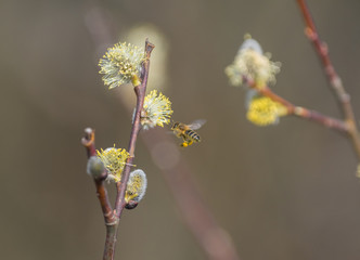 Pollination of plants Zapylanie © Rafał Bieroza