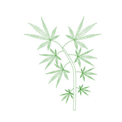 cannabis leaves on white background
