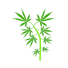 cannabis leaves on white background
