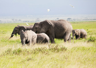 Naklejka na ściany i meble Elephants in Amboseli Nationalpark, Kenya, Africa .