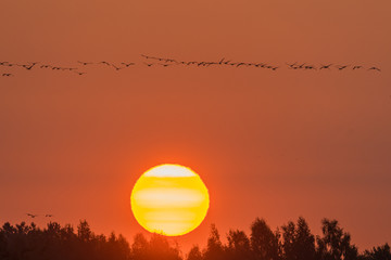 Cranes at sunrise Żurawie na tle wschodzącego słońca © Rafał Bieroza
