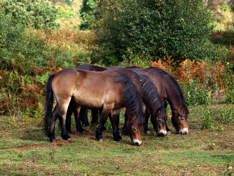 Three Exmoor Ponies