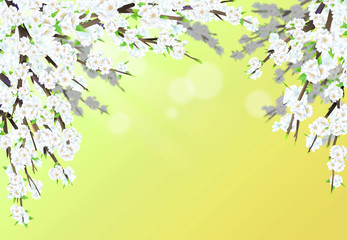 Cherry blossom illustration in full bloom against light green gradient color background.