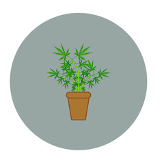 cannabis leaves on white background