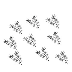 cannabis leaves on white background