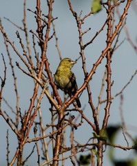 a small bird on a branch