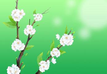 Close-up cherry blossom illustration with green background.