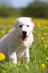Puppy shepard walks outdoor at summer day