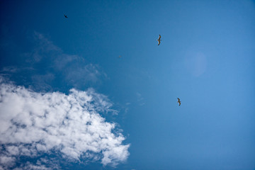 Some seagulls flying over the Mediterranean Sea in the sunset light.