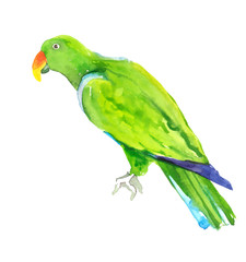 Watercolor hand painted exotic tropical parrots illustration set isolated on white background