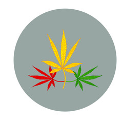 cannabis leaves on white background