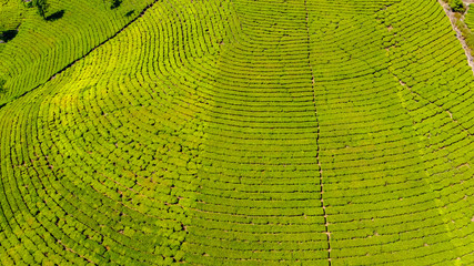 Tea plantations in Munnar, Kerala, India. Beautiful views of green hills.