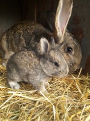 Mother and baby rabbits on the country farm / brown fluffy fur and big ears / cute bunny / big and small bunnies