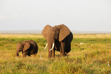 Elephants in Amboseli Nationalpark, Kenya, Africa