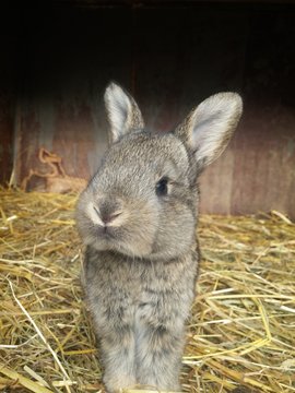 Baby Bunny In Crate / Farm Rabbit With Brown Fur / Bunny Close Up Photography / Cute Pet