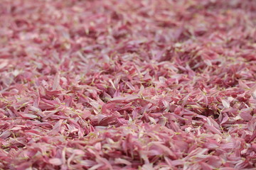 Close up of pink flowers, Pink zinnia petals background,Light shining on pink flower petals.