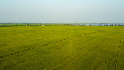 Green Rice field in India