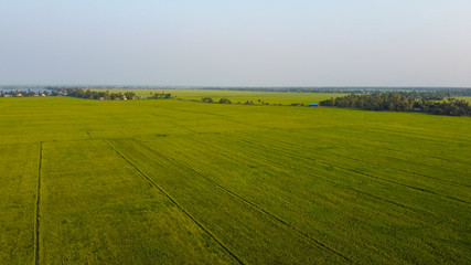 Green Rice field in India