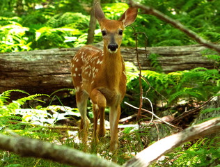 Gazing Fawn