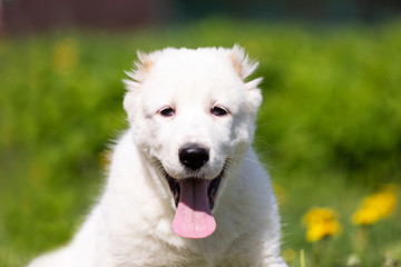 Puppy shepard walks outdoor at summer day