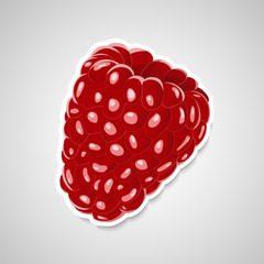 Raspberry sticker. Raspberry fruit vector illustration isolated. Sticker with contour.