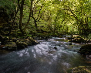 Fototapeta premium Mystic Mood in a River among Old Oaks