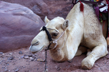 Portrait d'un dromadaire, Pétra