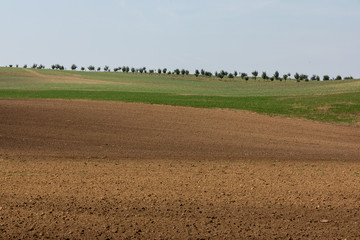 Fototapeta na wymiar Hills of Moravia, Moravian Tuscany, Czech Republic fields