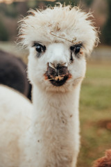 Obraz premium Llamas and Alpacas Of Peru