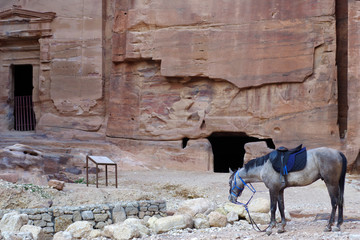 Cheval gris pommelé attendant son cavalier, Pétra