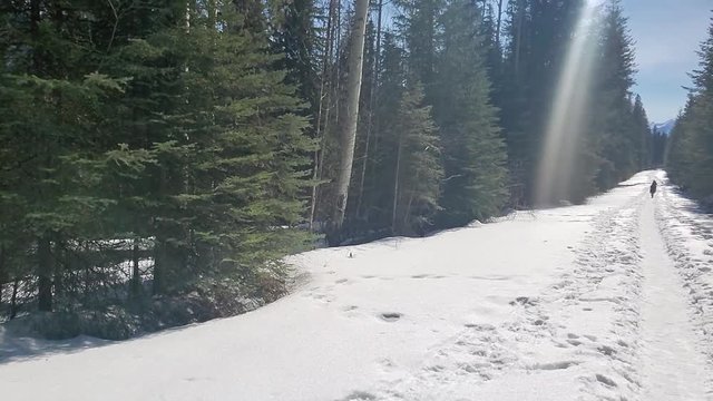 Slow pan across a snow covered trail with forest on either side in the British Columbian Canadian Rocky Mountains