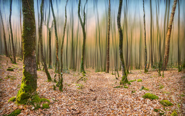 Forêt mystique de Brocéliande