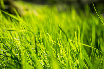 Herbe verte au soleil gros plan