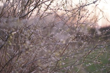 Goat willow (salix caprea) at sunset    