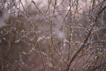 Goat willow (salix caprea) at sunset    