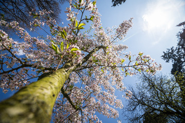 Cerisiers en fleur au printemps dans un parc © Dimitri