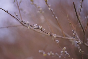 Goat willow (salix caprea) at sunset    