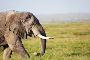 Elephants in Amboseli Nationalpark, Kenya, Africa