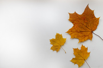Naklejka na ściany i meble three autumn leaves on a white background, copyspace for text.