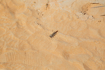Heuschrecke im Sand in der Wüste  in den Emiraten
