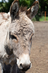 Fototapeta premium Esel, 