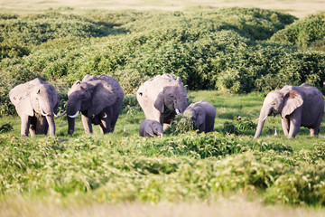 Obraz premium Elephants in Amboseli Nationalpark, Kenya, Africa