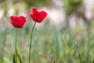 Closeup of red tulip flowers blooming in spring garden outdoors.