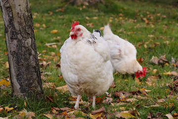 Sussex chickens pottering under a tree in Autumn