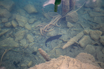 Fototapeta na wymiar Fish in the lake