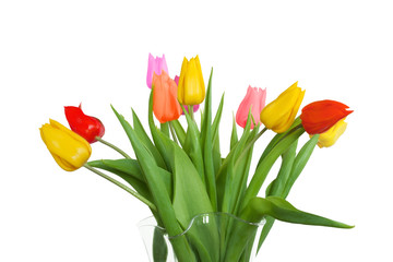 Bunch of tulips with different colors against white background