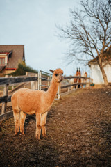 Llamas and Alpacas Of Peru