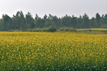 Obraz premium Mustard field in india