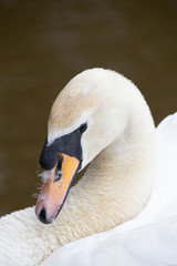 Schwan